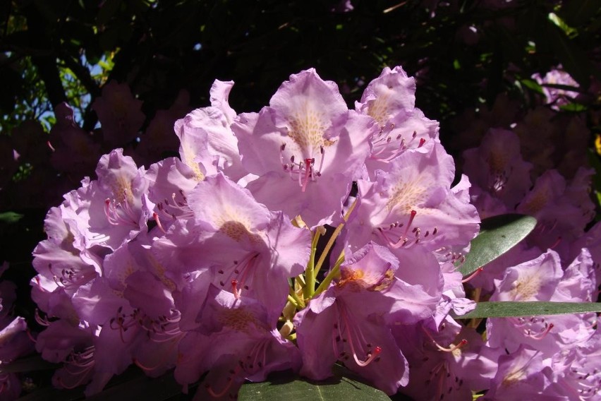 Rododendrony to inaczej różaneczniki. Te przepięknie...