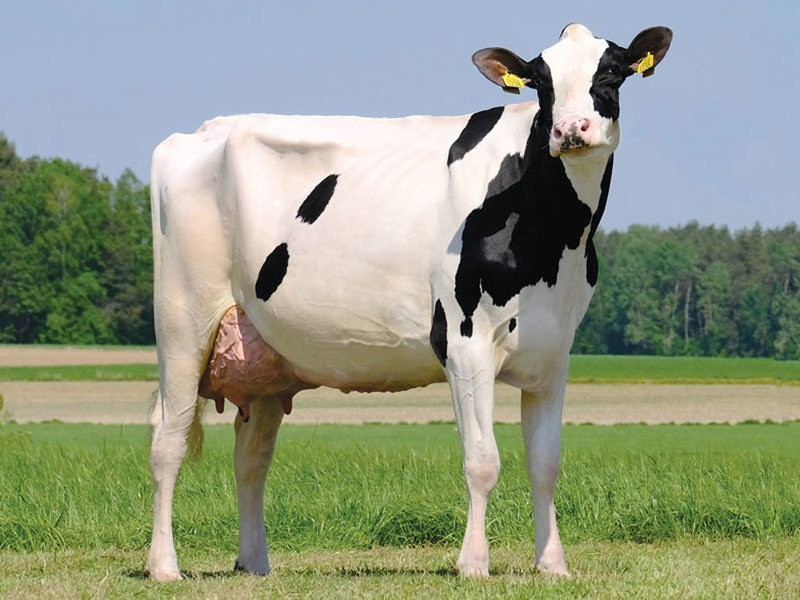 Najwyżej ocenione krowy w 2018 r. - VELLA 345  (90 pkt)