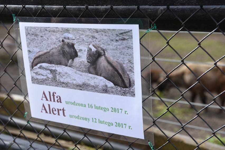 Alfa i Alert to imiona pary takinów, które w lutym, w...