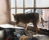 Nielegalne schronisko dla psów w Białogonie. Właściciel z zarzutami o groźby i znęcanie się