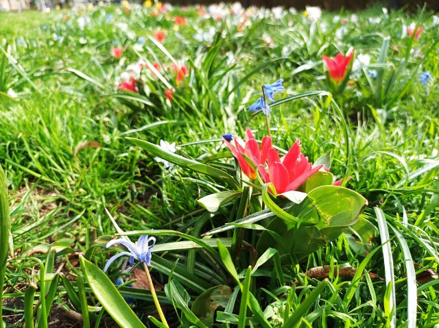 Wiosenne kwiaty można oglądać na trawniku na placu Wolności w Bydgoszczy.