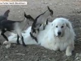 Pies dzielnie znosi zabawę koźląt [wideo]