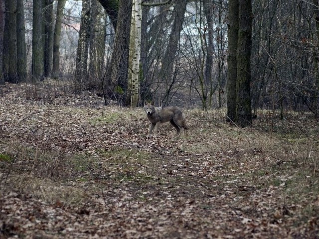 Tego wilka sfotografowano w lesie koło Solca Kujawskiego