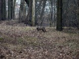 Co zrobić, gdy spotkamy wilka? Zamiast strachu zrozumienie zachowania. Bo one unikają ludzi