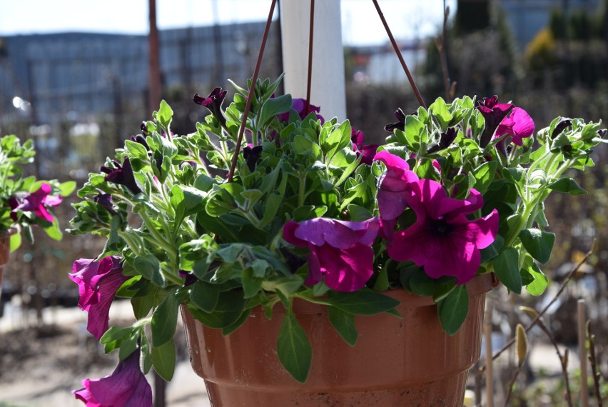 Duży wybór pięknych kwiatów na targowiskach w Rzeszowie. Dużym zainteresowaniem cieszą się bratki, niezapominajki i pelargonie [ZDJĘCIA]