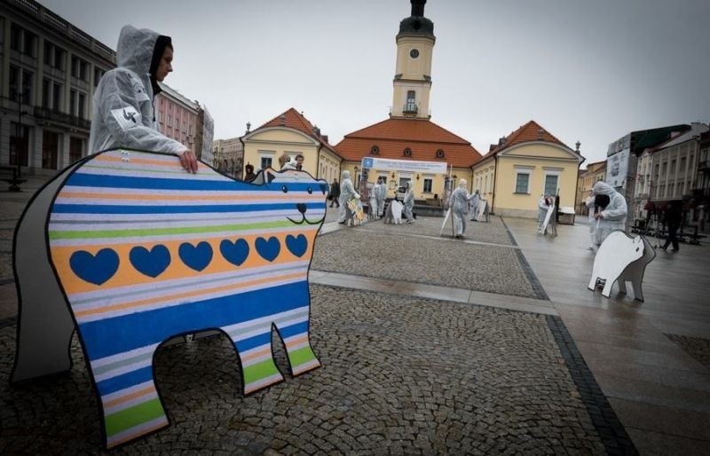 WidziMisie. W mieście pojawiły się niedźwiedzie (zdjęcia)