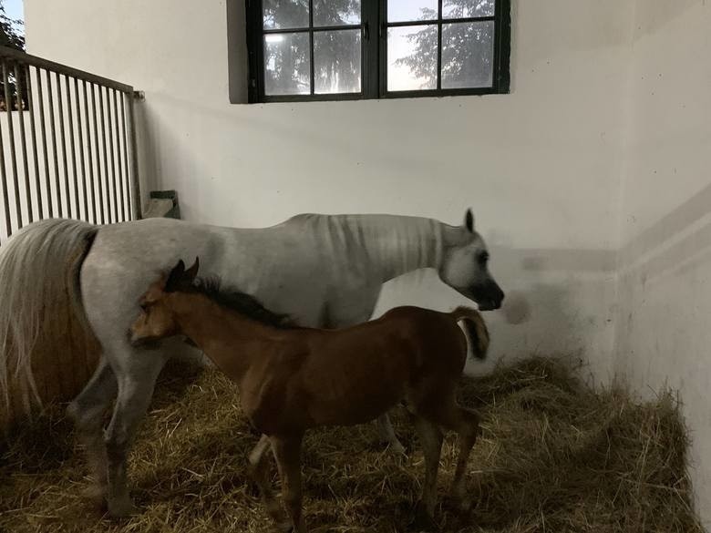 Na aukcji koni arabskich w Janowie Podlaskim. Rekordowa cena za klacz z Michałowa! 