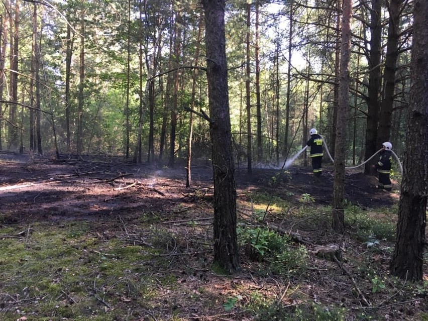 Nowiny Kasjerskie. Pożar lasu gasili strażacy z OSP Knyszyn (zdjęcia)