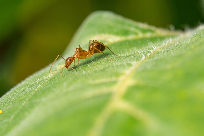 Jednym z najlepszych sposobów na odstraszenie mrówek jest...