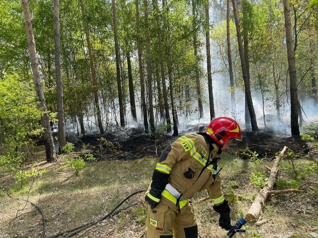 Dziś, tj. 20.05.2022 roku, w godzinach przedpołudniowych do Państwowej Straży Pożarnej w Słupcy wpłynęło zgłoszenie o pożarze lasu w Wylatkowie. Na miejscu zostało zadysponowane kilka jednostek strażackich.