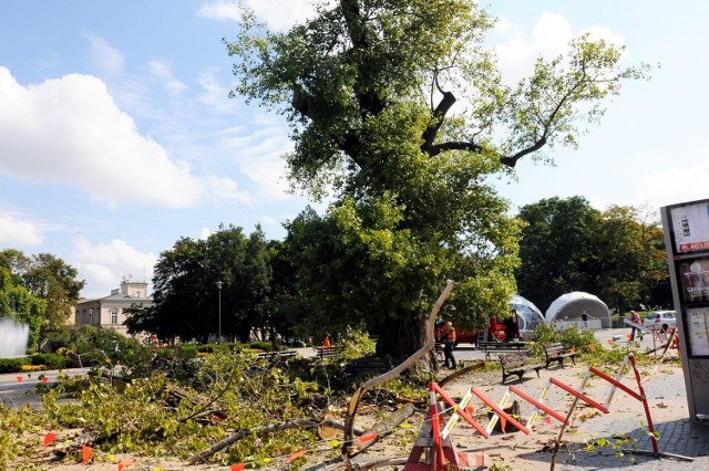 W środę odbyła się przycinka ponad stuletniej topoli, rosnącej na placu Litewskim.