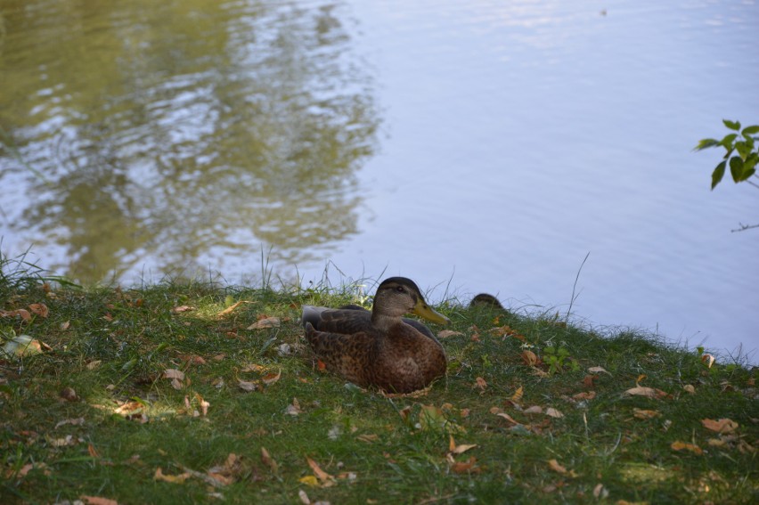 Upały w Opolu. Nawet kaczki wychodzą z wody... i szukają ochłody w cieniu drzew
