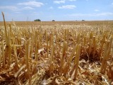Zbiory zbóż niemal zakończone, ale handel nimi jest trudny. Rolnicy czekają ze sprzedażą pszenicy konsumpcyjnej