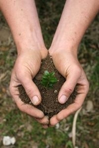 Dlaczego złodziej połasił się właśnie na bukszpan? I skąd miał przy sobie obcy dowód osobisty? To zamierzają wyjaśnić policjanci.