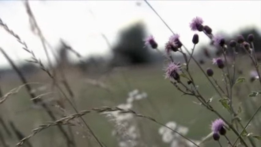 Program TV został dostarczony i opracowany przez...