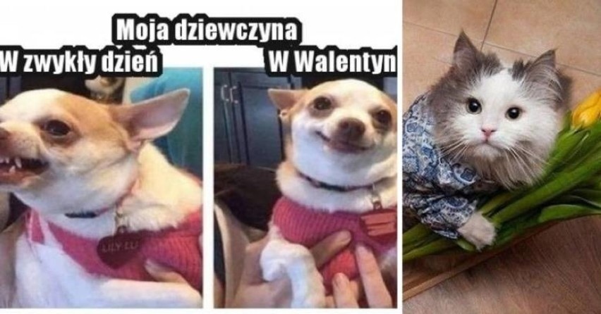 Walentynki 2023 - okolicznościowe kartki i śmieszne memy dla...