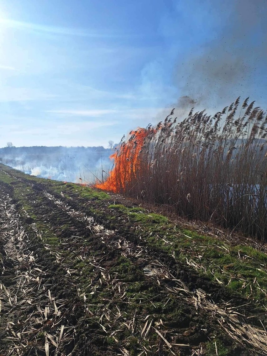 Pożar nieużytków w gminie Jedlińsk. Ogień objął około pół hektara