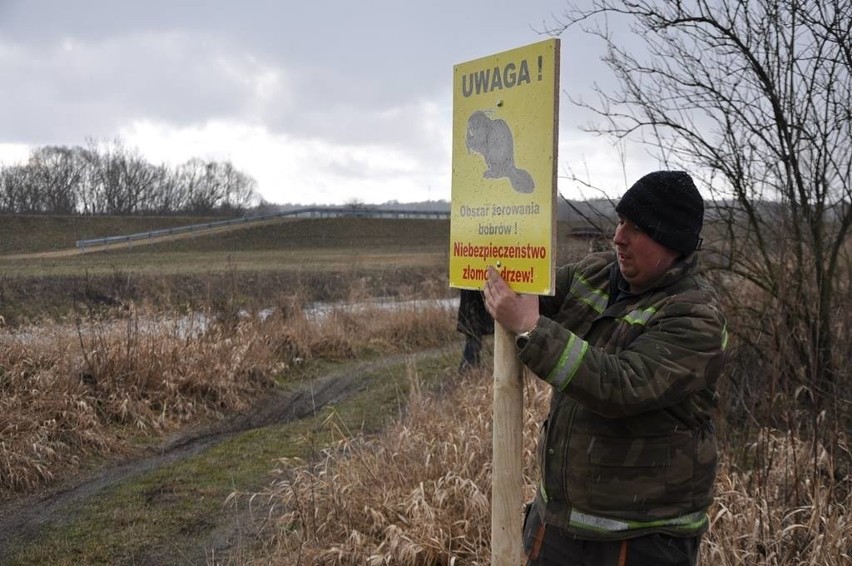 Bobry podgryzają Częstochowę. Zobaczcie, gdzie już...