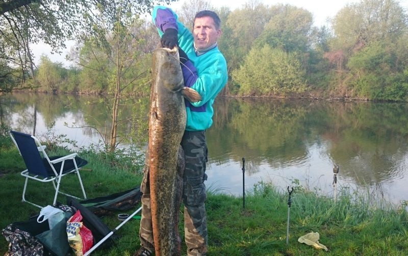 Ogromna ryba wyłowiona z Odry! | Nowa Trybuna Opolska