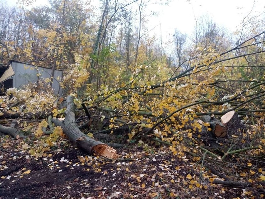 Klub Przyrodników Koło Poznańskie poinformował, że w parku...