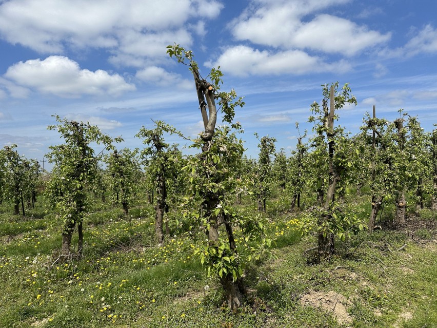 Kłopoty sadowników w powiecie sandomierskim! Temperatura spadła do -6 stopni, zagrożone są jabłka, wiśnie i inne. Zobacz zdjęcia 