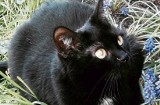 Na ul. Ciołkowskiego w Białymstoku zaginęła czarna kotka. Pomóżmy