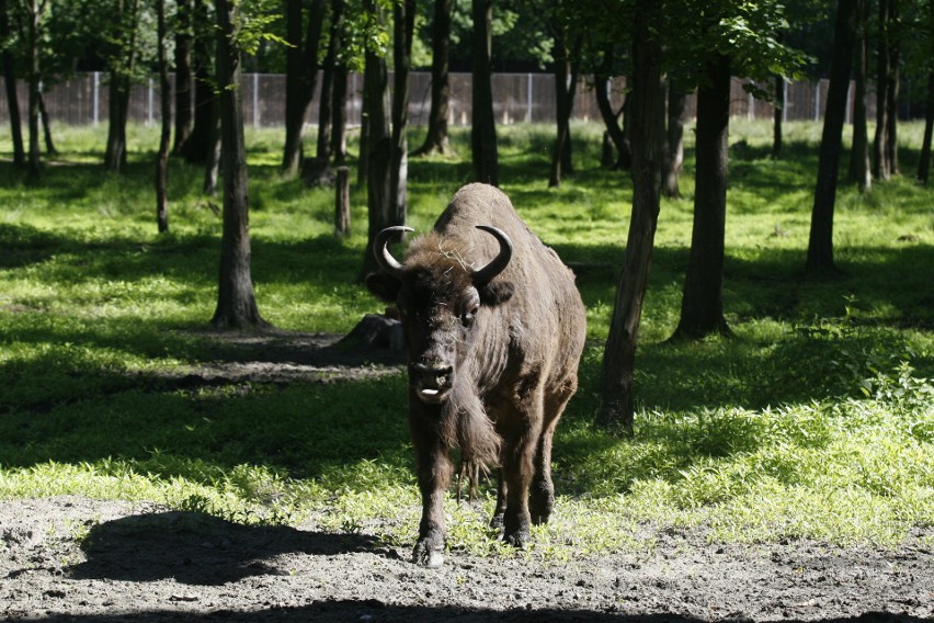 Białowieża. Żubr zaatakował 61-letniego turystę