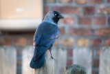 Kawkę zna każdy. Ale czy na pewno? Te miejskie mądrale potrafią zaskoczyć. Sprawdź, czego nie wiedziałeś o kawkach 