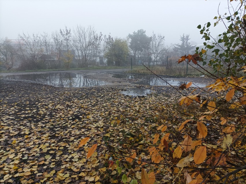 Barwy kujawsko-pomorskiej jesieni i urok pajęczych korali. Zobaczcie zdjęcia!