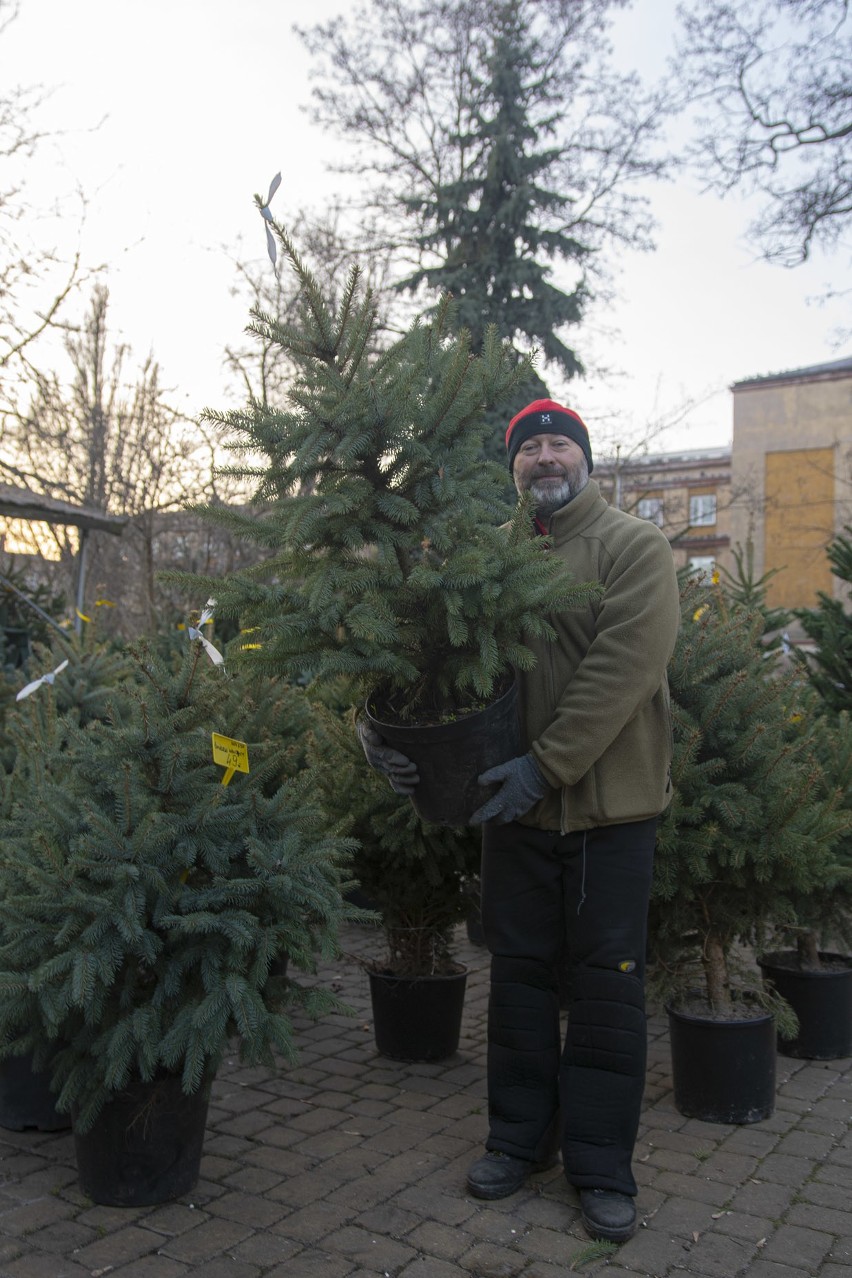 Te świąteczne drzewka dostępne są w cenie 49 złotych....