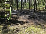 Pożar w lesie w miejscowości Rafa pod Dąbrową Chełmińską. Poparzona 11-letnia dziewczynka, będzie wniosek do sądu