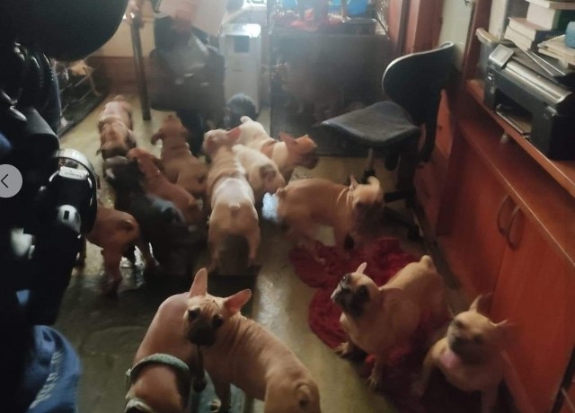 Niemal 100 psów w dwupokojowym mieszkaniu przetrzymywała mieszkanka Łodzi, która prowadziła oficjalnie zarejestrowaną hodowlę.