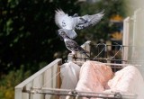 Toruń: Mieszkańcy osiedla Dekerta mają problem z dużą liczba gołębi