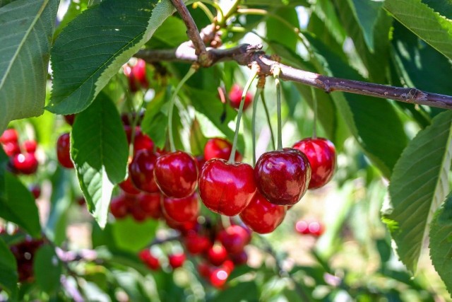 Latem przycina się bardziej wrażliwe drzewa owocowe, takie jak czereśnie, wiśnie i brzoskwinie. Ale pewnych zabiegów potrzebują też jabłonie i grusze.