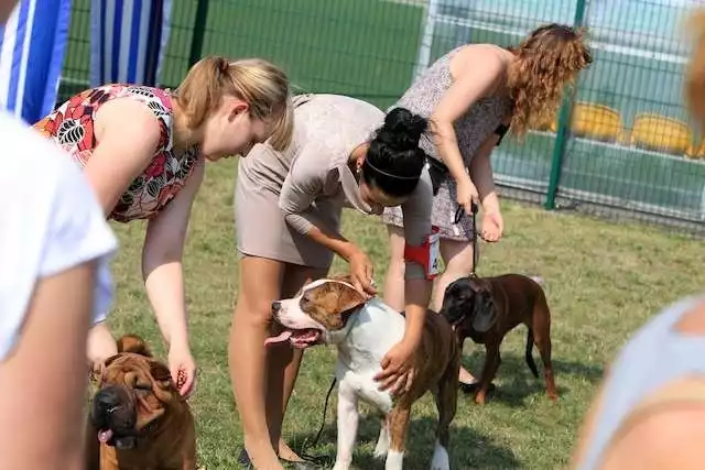 Na wystawach psów rasowych obowiązuje zakaz uczestnictwa psów z Polski z przyciętymi uszami lub ogonami