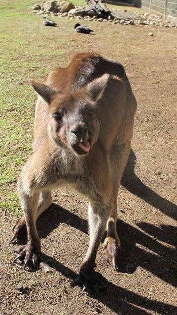 Najsłynniejszy kangur Big Baz - luzacki ale ocenzurowany [ZDJĘCIA]