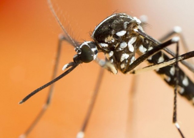 Komar tygrysi jest obecnie jednym z najbardziej inwazyjnych gatunków komarów na świecie. Owad ten odpowiedzialny jest za przenoszenie patogenów powodujących u człowieka groźne choroby. 