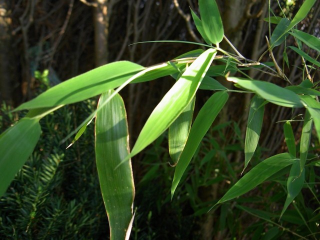 Mrozoodporne odmiany bambusów można uprawiać w polskich ogrodach. Niewątpliwie będą stanowić ciekawy akcent.