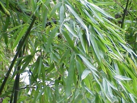 Bambusy złociste, jeśli przemarzną, to dobrze odrastają od...