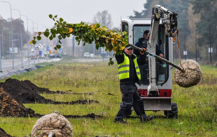 100 dodatkowych drzewek wzbogaciło ul. Gdańską. Wśród nich...