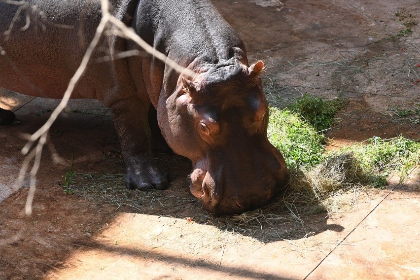 Choć hipopotam nilowy większość czasu spędza w wodzie, do...
