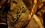 Trzy salamandry plamiste urodziły się w opolskim zoo