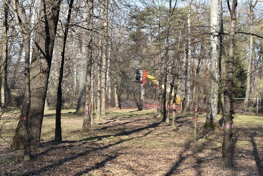 Nowy Sącz. Ruszyła wycinka drzew w parku Strzeleckim. Pod topór idzie ponad 700