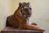 Zoo Poznań: Jak czuje się dziewięć tygrysów uratowanych z nielegalnego transportu do Rosji? Wpłat na ich ratowanie przybywa