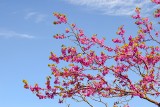 Judaszowiec - oryginalne drzewo ozdobne. Poznaj pięknie kwitnące judaszowce i sprawdź, jak je uprawiać w polskich warunkach
