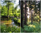 Zjawiskowe rezerwaty przyrody w woj. lubelskim. Cisza, zieleń i niepowtarzalne zakątki. Zobacz zdjęcia z Instagrama