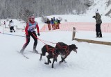 Agnieszka Jarecka z Mikołowa mistrzynią świata w skijoringu z dwoma psami