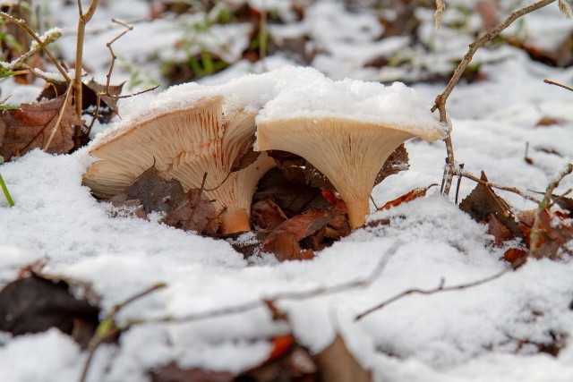 To nieprawda, że sezon grzybowy kończy się wraz z listopadem. Choć w okresie zimowym nie znajdziemy już kurek, maślaków czy podgrzybków, w lasach mogą kryć się inne smaczne grzyby. Czego szukać pod śnieżnym puchem?