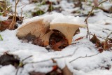 Te grzyby znajdziesz zimą w lesie. Mrozy nie są im straszne, a smak zachwyca. W kuchni sprawdzą się zwłaszcza boczniaki ostrygowate