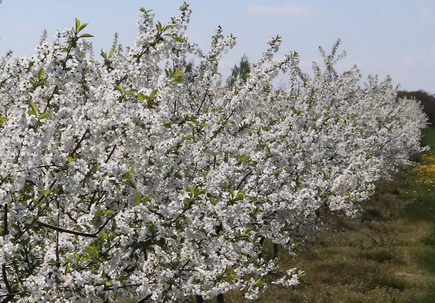 Kwitnące sady w powiecie białobrzeskim zapierają dech w...